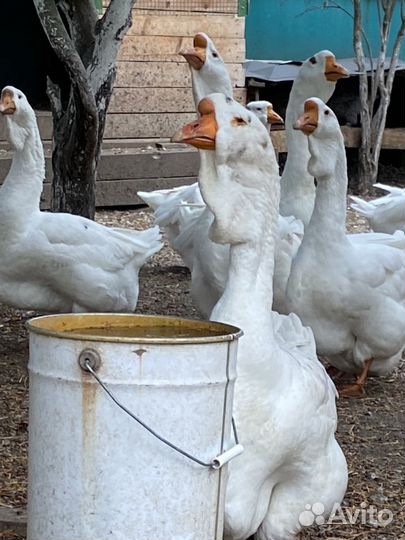 Холмогорские гуси