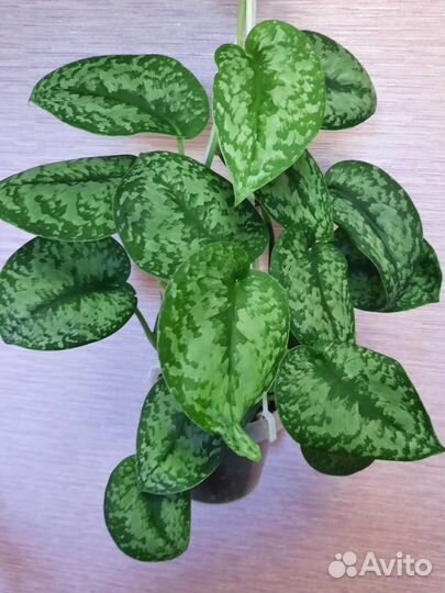 Сциндапсусы и эпипремнумы