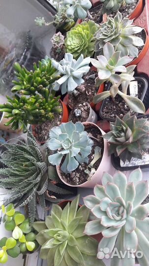 Кактус и суккуленты