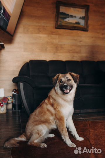 Собака в добрые руки