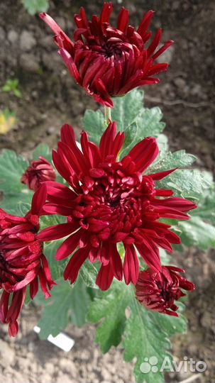 Хризантемы саженцы