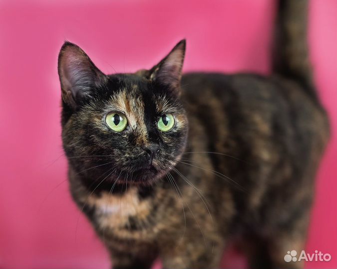 Кошка Фадж, 2 года