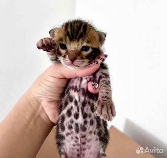 Бенгальские котята