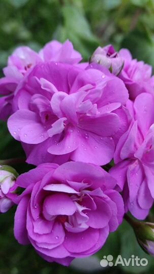 Пеларгония Сиреневый Рассвет