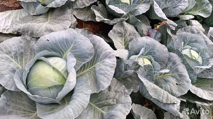 Капуста агрессор