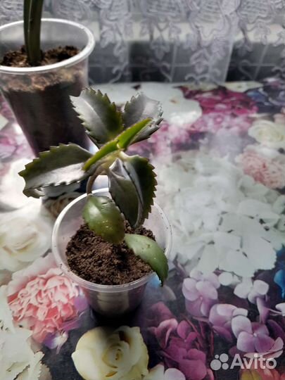 Комнатные цветы