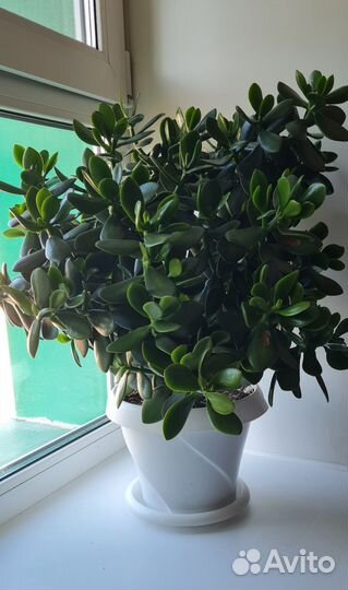 Крупные шефлеры и толстянка. С кашпо