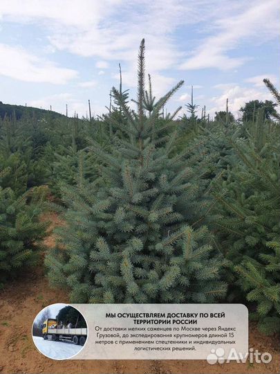 Ель Голубая колючая, крупномер