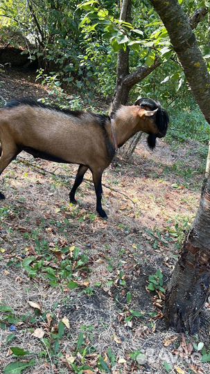 Зааненские козы дойные