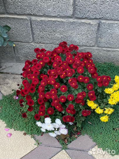 Хризантемы мультифлора