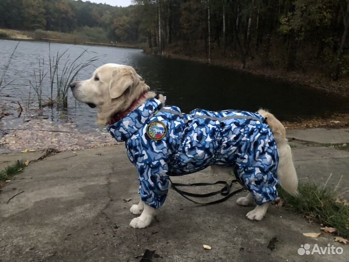 Кобель для вязки