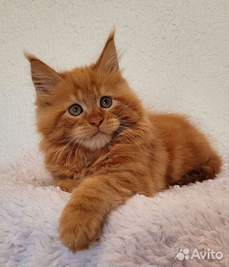 Настоящий мейн кун тяжеловес