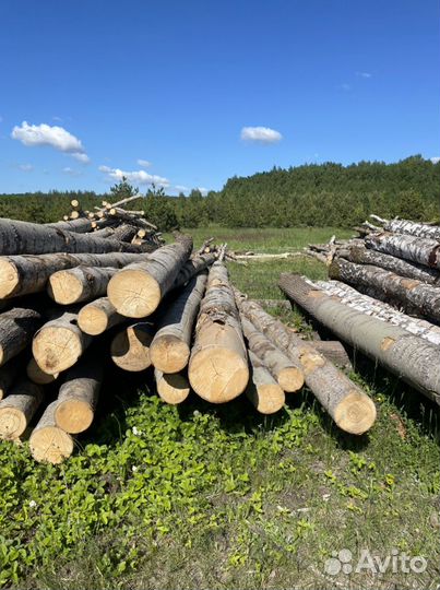 Лес кругляк осина