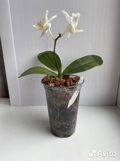 Орхидея Phal. Liu's Pale Micholitz'ES'