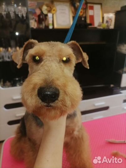 Стрижка собак и кошек