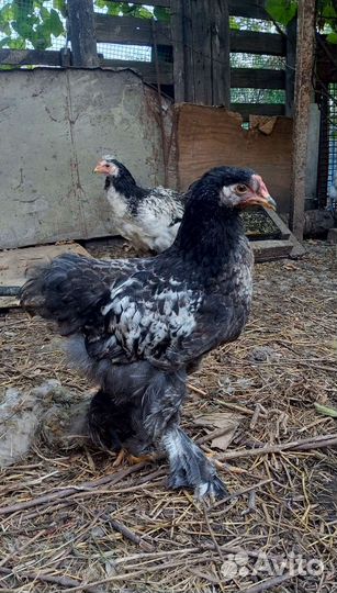 Молодые петушки Брама