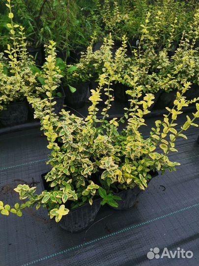 Декоративные, хвойные растения