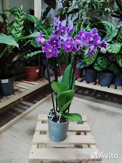 Орхидея Hornglin Vicky с мутацией