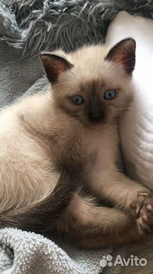 Кошка в дар бесплатно