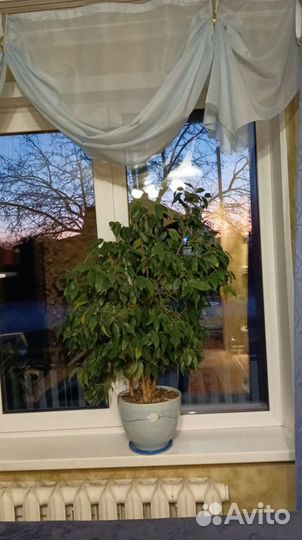 Фикус бенджамина