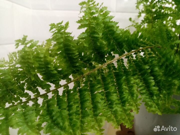 Папоротники