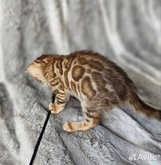 Бенгальская девочка