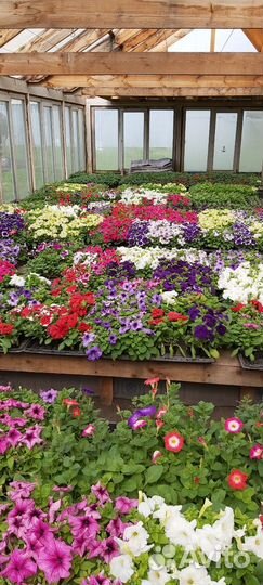 Петуния, рассада однолетников