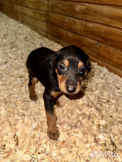 Щенки добермана