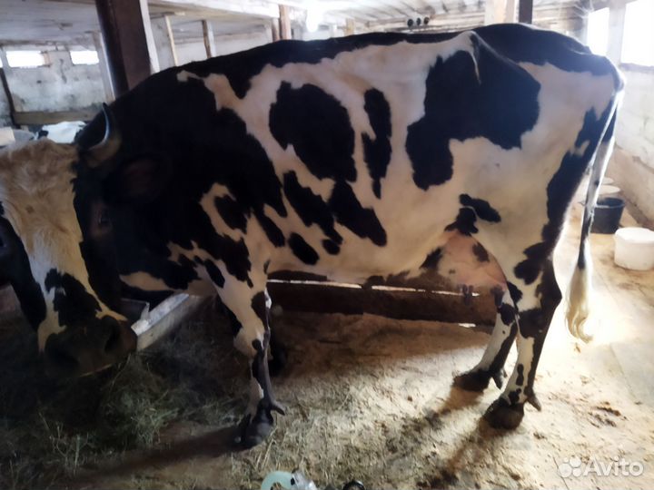 Бык и коровы