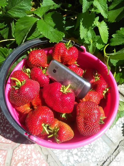 Саженцы клубники