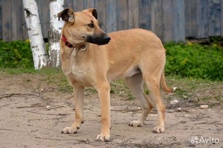 Собака в добрые руки