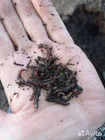 Червь калифорнийский