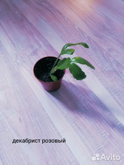 Комнатные растения