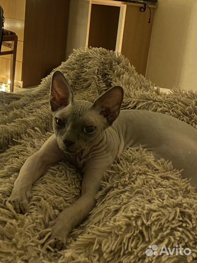 Кот для случки