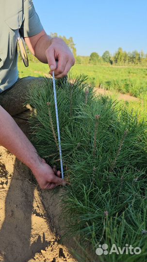 Сеянцы сосны окс