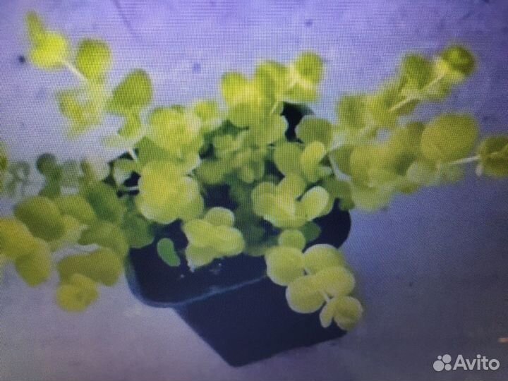 Вербейник монетчатый. Кактус