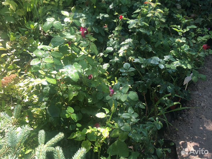 Роза кустовая