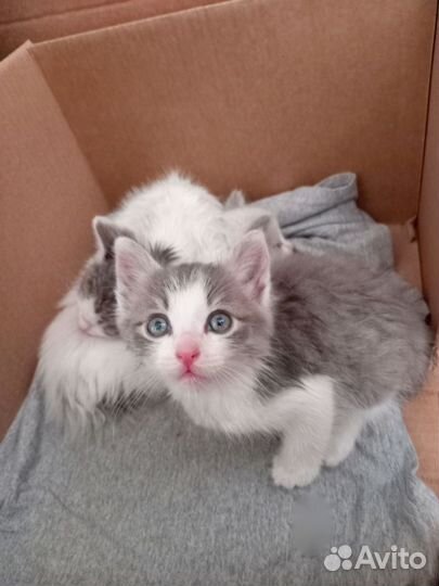 Котята мальчики 2мес