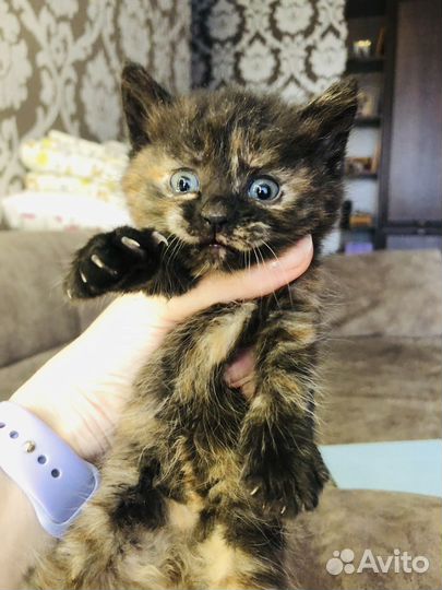 Котята в дар