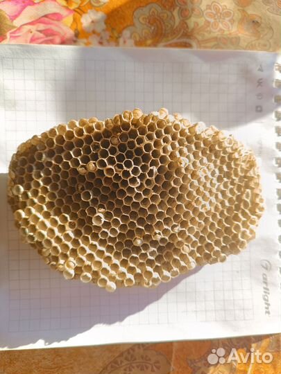 Осиное гнездо