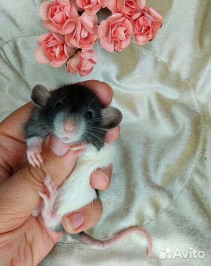 Крысята Дамбо разные. Редкие