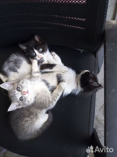 Котята в добрые руки даром бесплатно