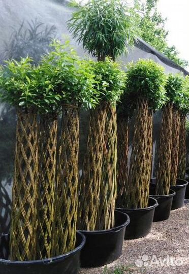 Плетенные деревья из ивы