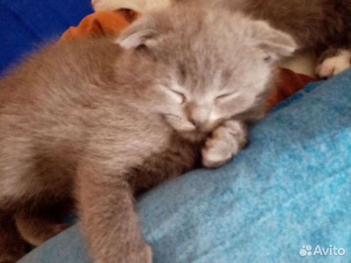 Британские котята