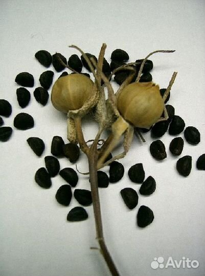 Ипомея семена