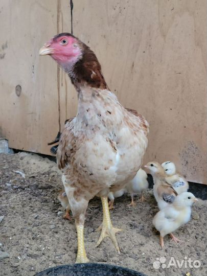 Бойцовые цыплята