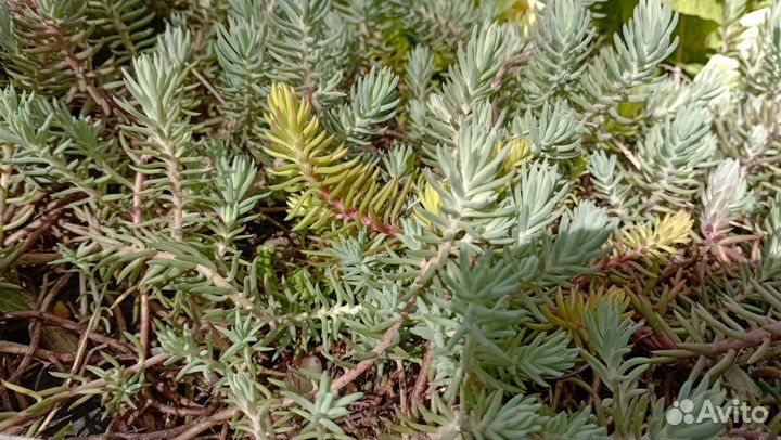 Почвопокровные садовые многолетники