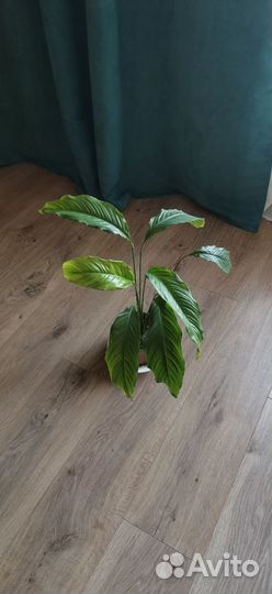 Спатифиллум