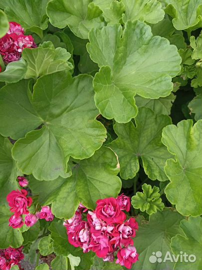 Пеларгония герань