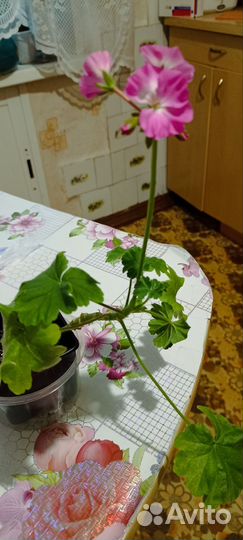 Пеларгония герань